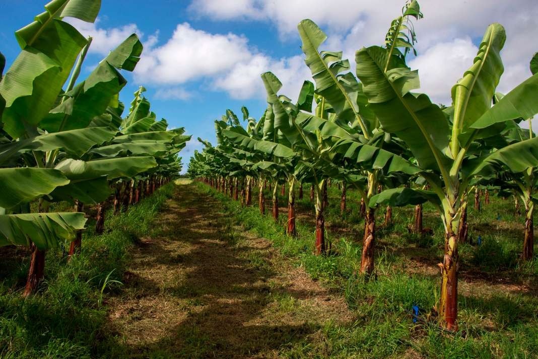 photo-illustration-bananeraie-agriculture